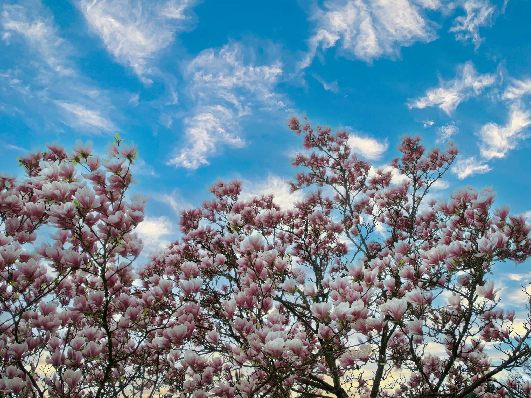 Skip Hire for Your Spring Garden and Home Renovation Projects